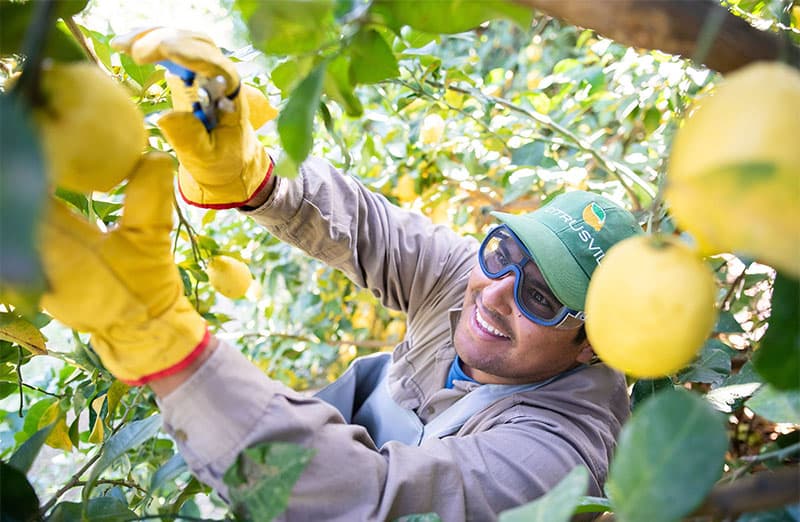 images/1652257442449lemon sorter.jpg